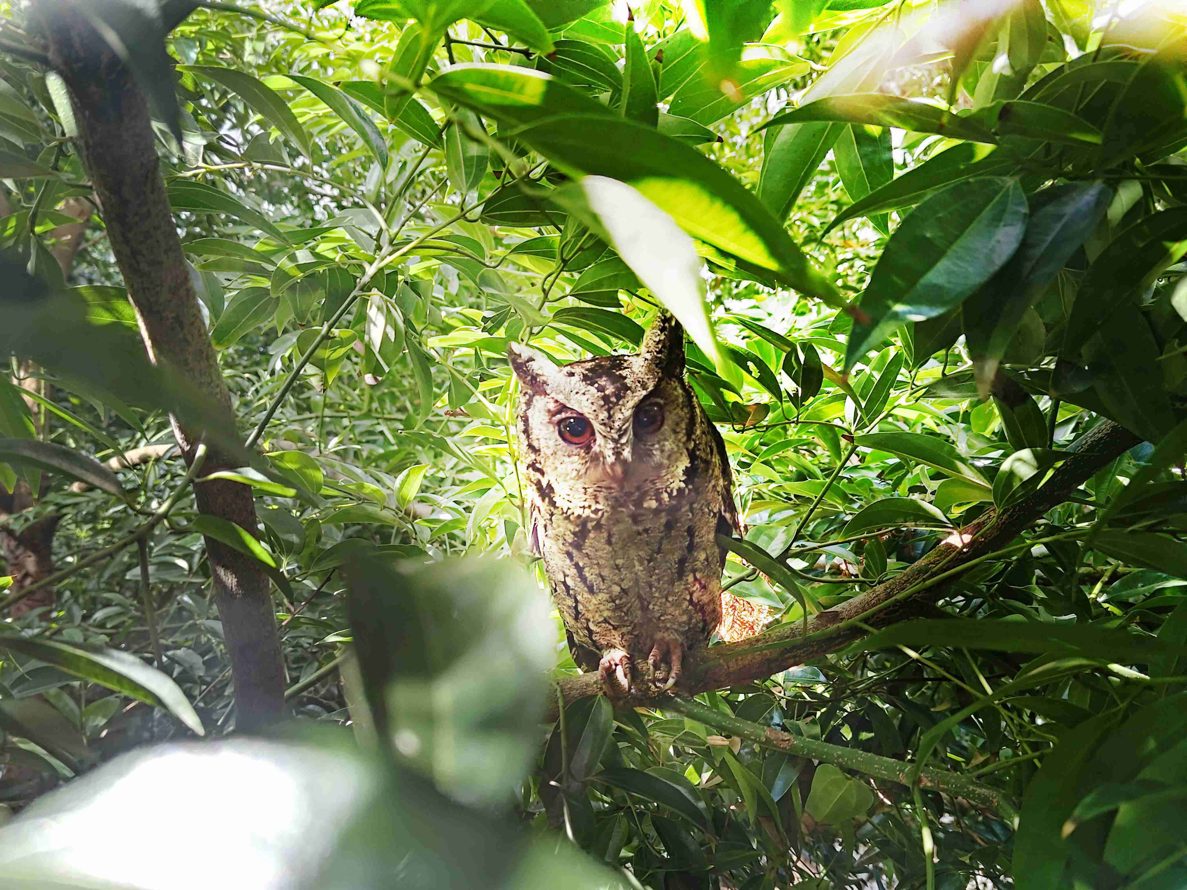 糖果派对致力提倡净零绿生活，，16年以来在全球各厂区植树逾百万棵，，造就各厂区树木蔚然成林，，，，犹如森林工厂，，成为许多生物的栖息地